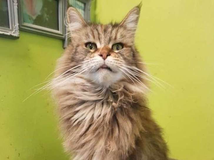 Une chatte Maine Coon de 3 ans LOOF marron tortie à vendre