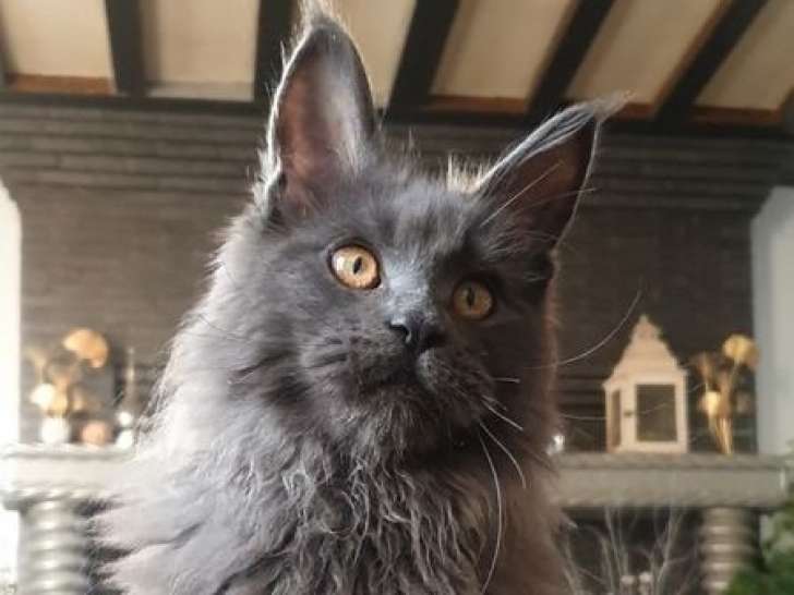 Un chaton Maine Coon bleu fumé LOOF disponible à la vente