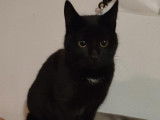 Disponible à l’adoption, chaton mâle