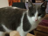 Chaton mâle à adopter