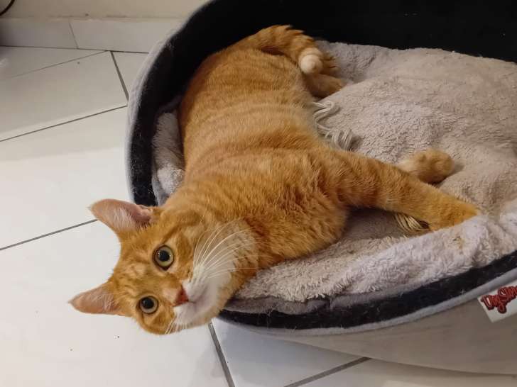 À adopter : chat roux