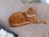 À adopter : chat roux