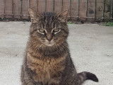 À adopter : chatte de 12 ans