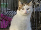 Chatte tigrée blanche disponible à l'adoption