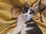 Chatonne tricolore à adopter