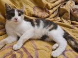Chatonne tricolore à adopter