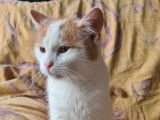 Chaton roux et blanc en quête d'une famille accueillante