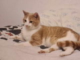 À adopter, chat roux et blanc