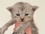 Chatonne Maine Coon LOOF à vendre