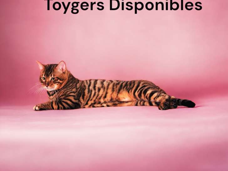 Magnifiques chatons Toyger LOOF à vendre