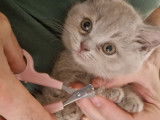 Chatons de race Scottish straight Fold shorthair à vendre