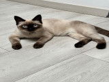 Chatte Siamois disponible pour saillie