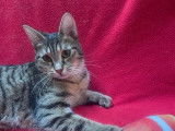 Disponible à l'adoption : chatonne tigrée