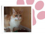 À adopter, chatte de 4 ans