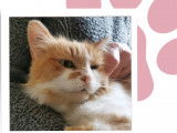 À adopter, chatte de 4 ans