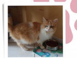 À adopter, chatte de 4 ans