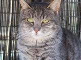 Chatte en quête d'un foyer