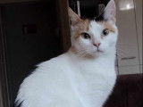 À la recherche d’une famille : chatte de 2 ans