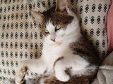 En quête d’un foyer : chaton mâle