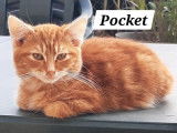 Chaton roux cherchant un foyer