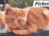 Chaton de 4 mois à adopter