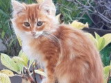Chaton roux et blanc à accueillir