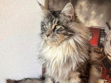 Chat adulte Maine Coon de 3 noir argent&eacute; LOOF disponible