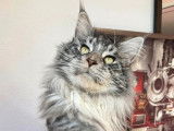 Chat adulte Maine Coon de 3 noir argent&eacute; LOOF disponible
