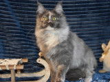 2 chatonnes Maine Coons bleu fumé tortie LOOF à acheter