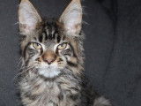 Chatonne Maine Coon au pelage marron à vendre (LOOF)