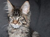 Chatonne Maine Coon au pelage marron à vendre (LOOF)