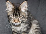 Chatonne Maine Coon au pelage marron à vendre (LOOF)