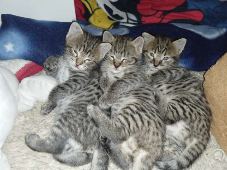 3 chatons mâles Savannah F3 LOOF disponibles à la réservation