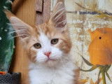 Chaton Maine Coon m&acirc;le bicolore LOOF disponible &agrave; l'achat