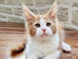 Chaton Maine Coon m&acirc;le bicolore LOOF disponible &agrave; l'achat