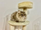 Cherche femelle British Longhair pour saillie