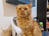 Chat roux à adopter