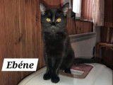 Disponible à l'adoption, chaton mâle de 6 mois