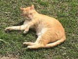 Chat roux et blanc en quête d'une famille