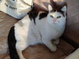 Chat de 6 ans cherchant un foyer