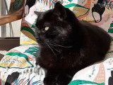 À accueillir : chat de 2 ans