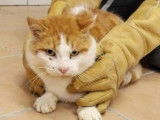 Chat roux et blanc cherchant un foyer