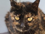 Chatte recherchant une famille
