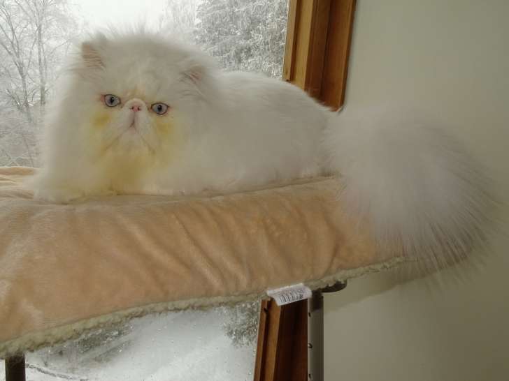 Magnifique chat Persan blanc aux yeux bleus à vendre