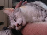 Chat adulte à donner