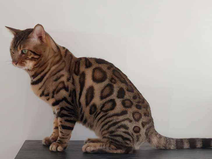 Saillie Bengal VIP