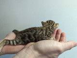 Chatons Bengal LOOF à vendre