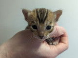 Chatons Bengal LOOF à vendre