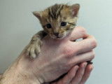 Chatons Bengal LOOF à vendre