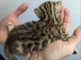 Chatons Bengal LOOF à vendre